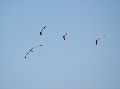 pelicans