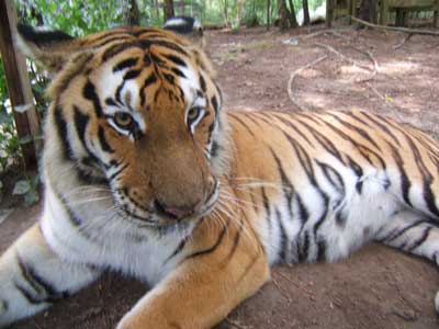 tiger